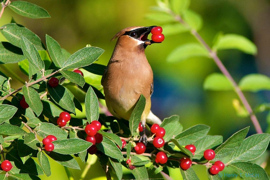 Cedar Waxwing double berry by hmclin is licensed under CC BY-NC-ND 2.0